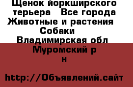 Щенок йоркширского терьера - Все города Животные и растения » Собаки   . Владимирская обл.,Муромский р-н